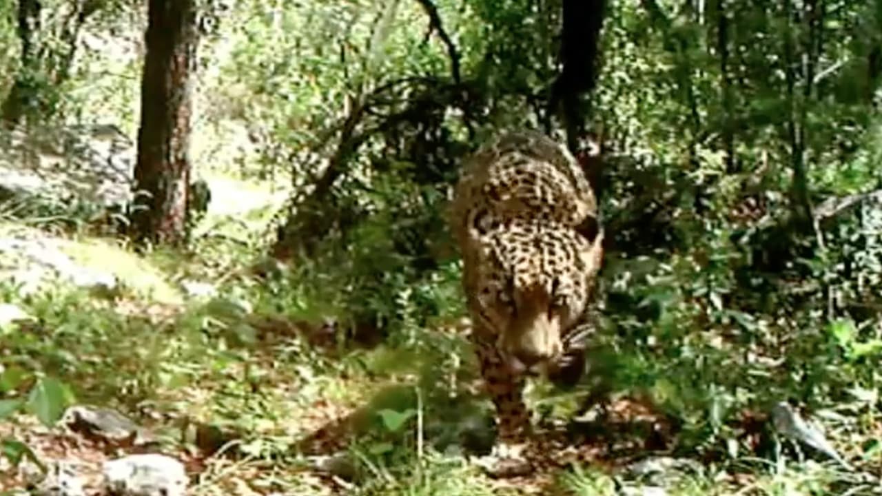 Vieron al 'El Jefe', el famoso jaguar mexicano fue captado en las montañas de Sonora en la frontera con Arizona