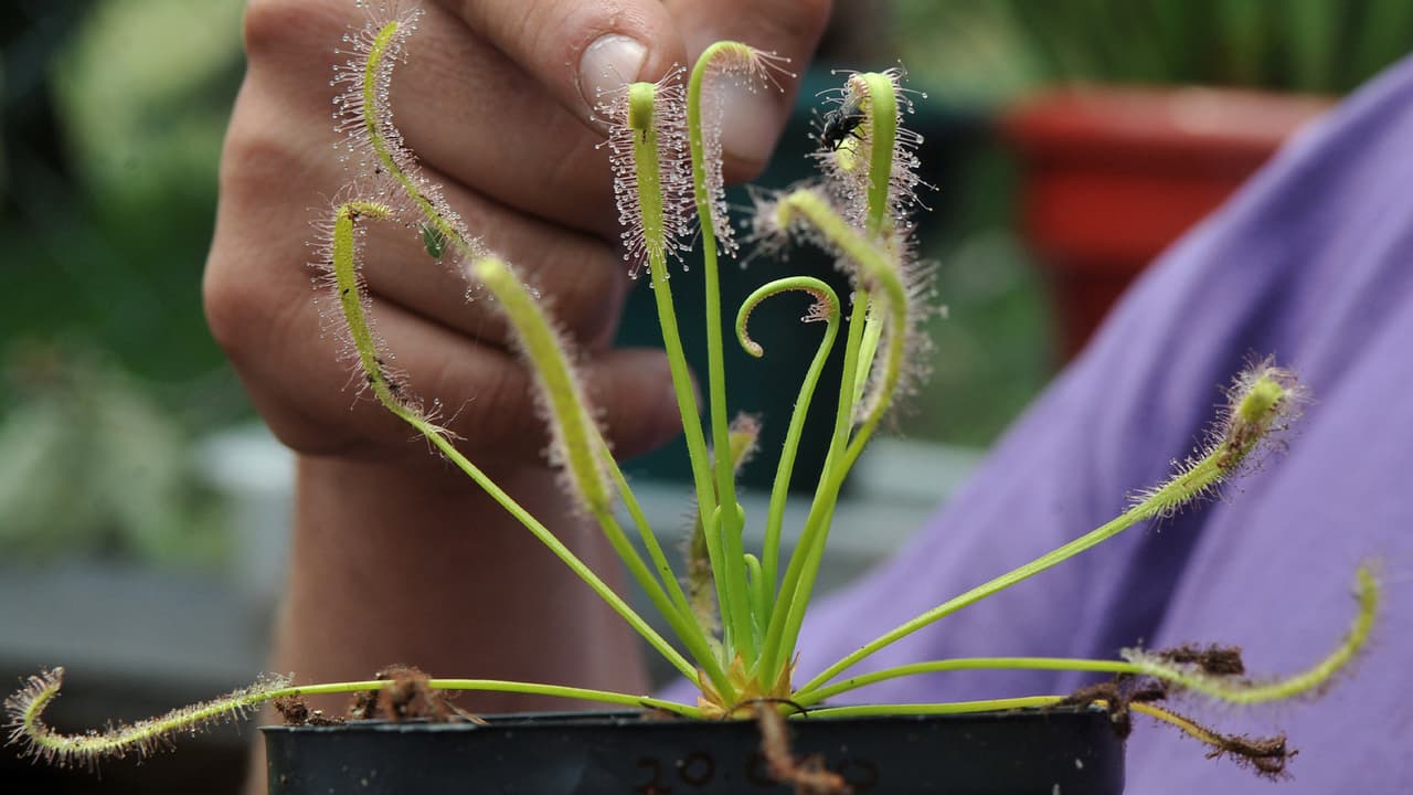 Sin embargo, este tipo de plantas no representan un peligro para los seres humanos.
