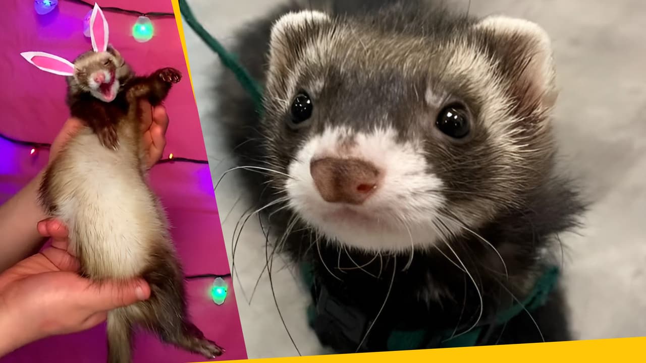 Henry el hurón no es una simple mascota, es un asistente personal y está conquistando las redes