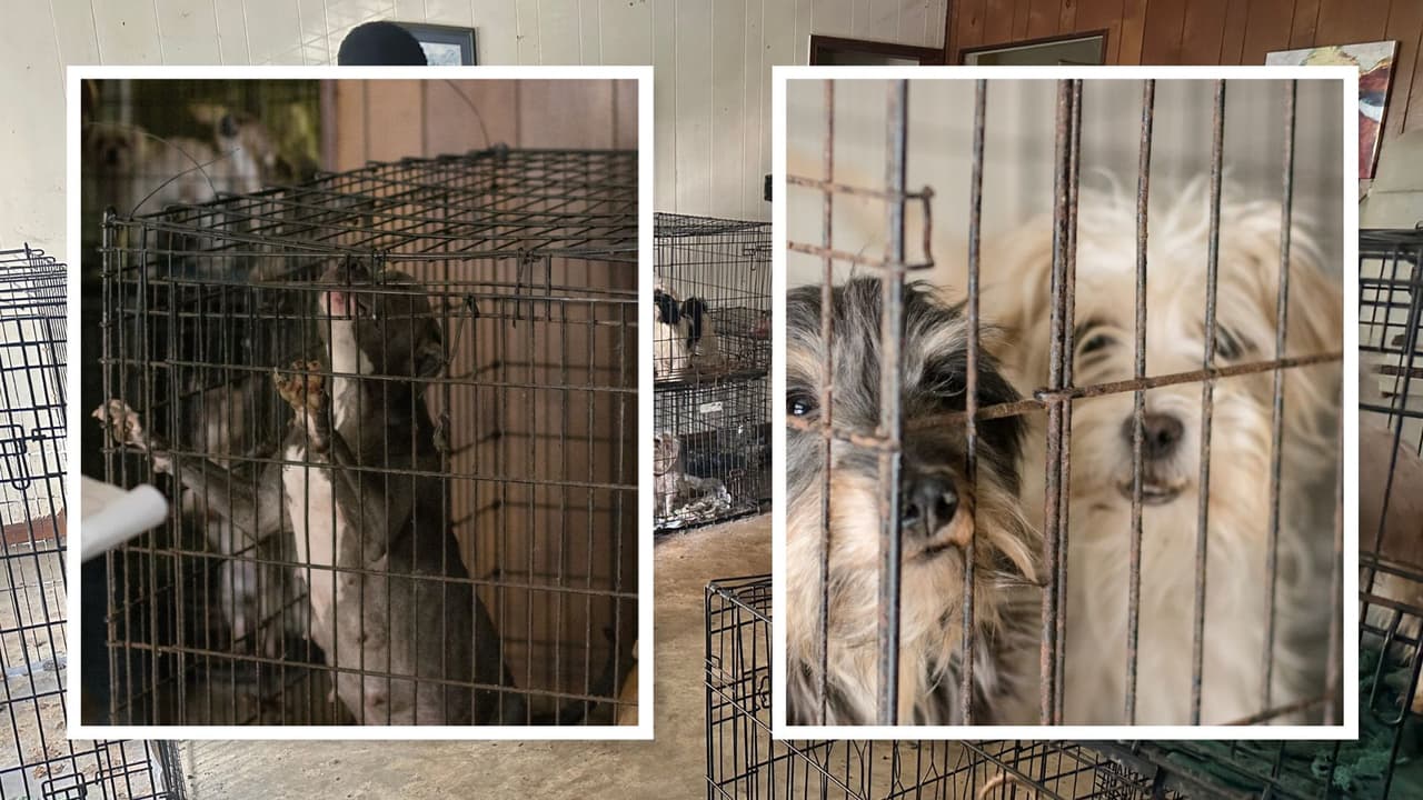 Rescatan a 60 perros hallados en condiciones deplorables en Texas: vivían entre sus propias heces