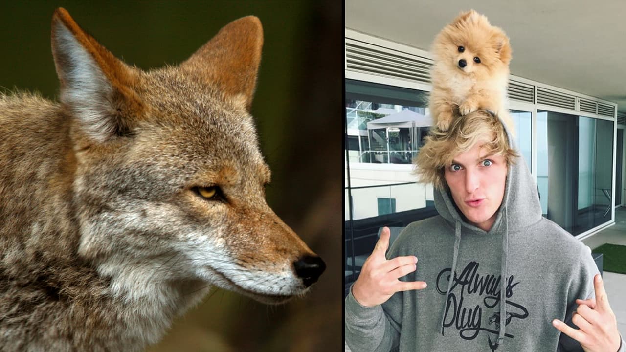 Devoran al perro del youtuber Logan Paul: los coyotes en Los Ángeles se están alimentando de mascotas