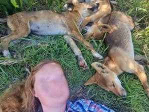 Multan a dos turistas por tomarse selfies junto a dingos y exponerse a ser atacadas