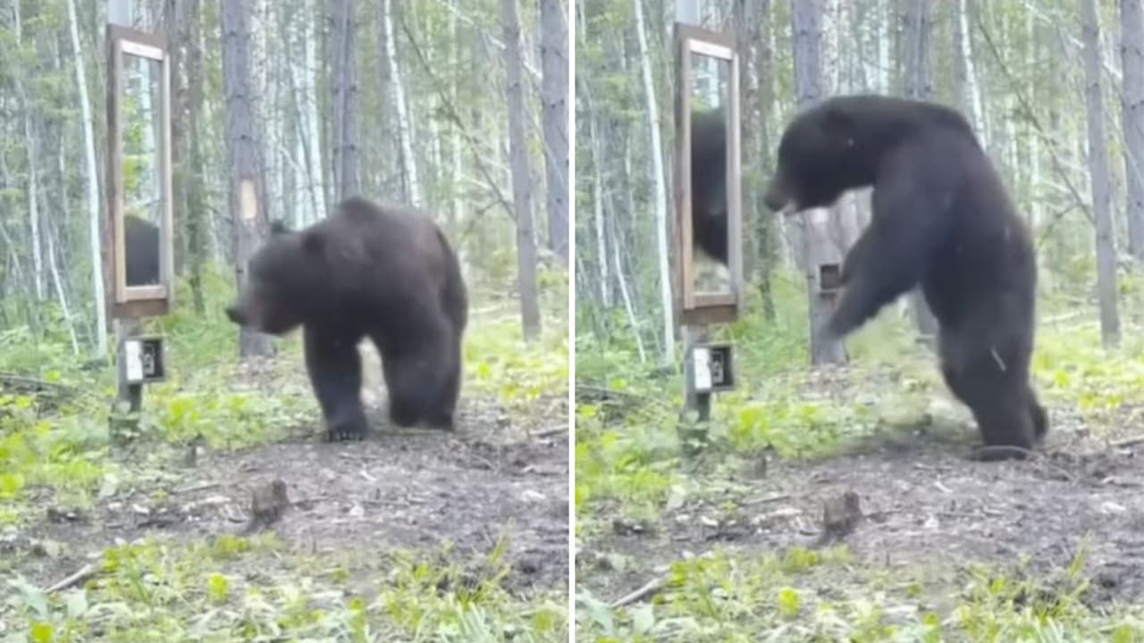 Video de oso se hace viral por su inesperada reacción al verse al espejo.