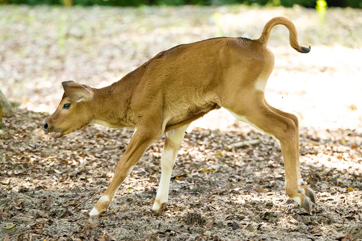 El Zoológico de Miami participa en el Grupo de Trabajo de Educación para la 
<a href="https://www.zoomiami.org/action-indonesia" target="_blank">Acción en Indonesia</a>, cuyo objetivo es
<a href="https://www.zoomiami.org/action-indonesia" target="_blank">salvar especies únicas de Indonesia</a>, incluido el banteng.