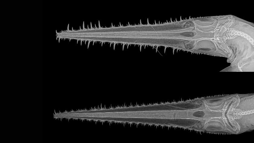 Radiografía al tiburón sierra 
<i>Pliotrema </i>donde se aprecia el hueso de la boca integrado al de su "sierra".