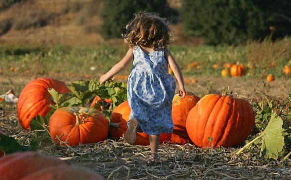 Se acerca el otoño y los ‘pumpkin patch', funcionarios de salud dicen si es buena idea ir este año