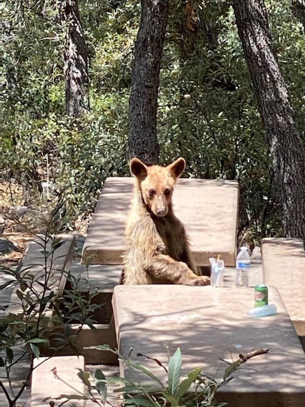 AZGFD da los siguientes consejos:
<br>· Jamás alimentes a la fauna silvestre.
<br>
<br>·
<b>Si vas de campamento o a hacer senderismo</b>, guarda tus alimentos o snacks en un recipiente a prueba de osos y ciérralo bien.
<br>
<br>·
<b>No dejes basura tirada en la naturaleza</b>. Siempre lleva contigo una bolsa para guardar tus desechos.
<br>
<br>