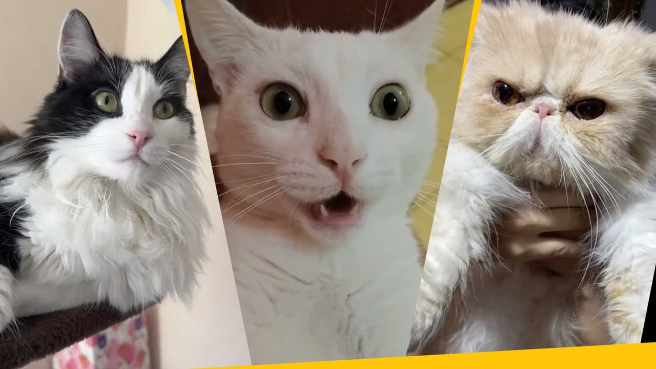 ¿Por qué los gatos quieren una estufa? El origen del video viral de TikTok