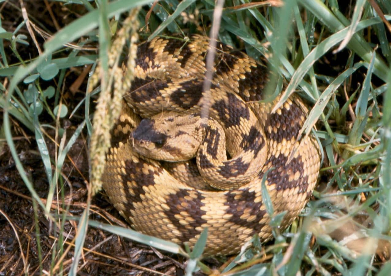 El Departamento de Caza y Pesca de Arizona alerta sobre el incremento de la actividad de serpientes cascabel en Arizona. Durante el mes de abril se han reportado 19 mordeduras.
<br>