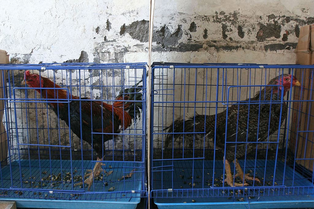 Arrestan a varias personas por peleas de gallos en el suroeste de Miami-Dade