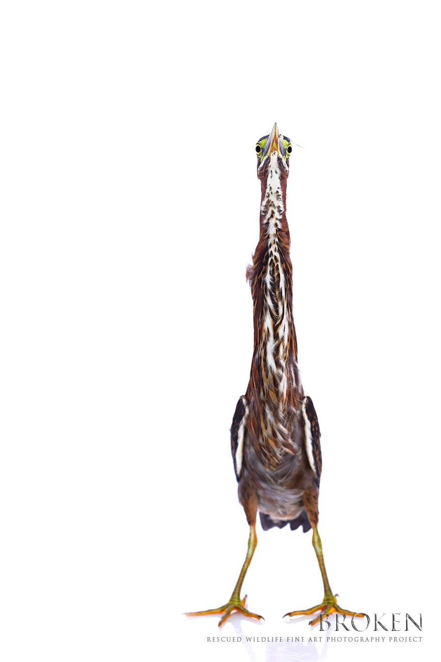 Garcita azulada, rescatada por Pelican Harbor Seabird Station (Miami, FL). Se espera su pronta recuperación y liberación.