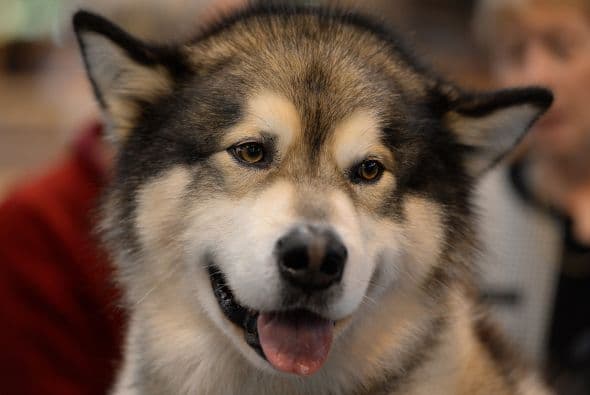 Por su puesto, el carisma que cada perro posee es un 'plus' a la hora de evaluar.