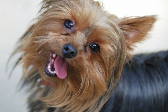 Suelen vivir entre 14 y 16 años. Los canes pequeños tendrían vidas más largas que los grandes, que parecen envejecer más rápido, explica el sitio WebMD.