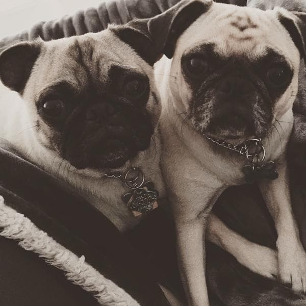 “Hoy es #NationalDogDay y lo celebro con Gizmo&Yoda”-Natalia Jiménez.