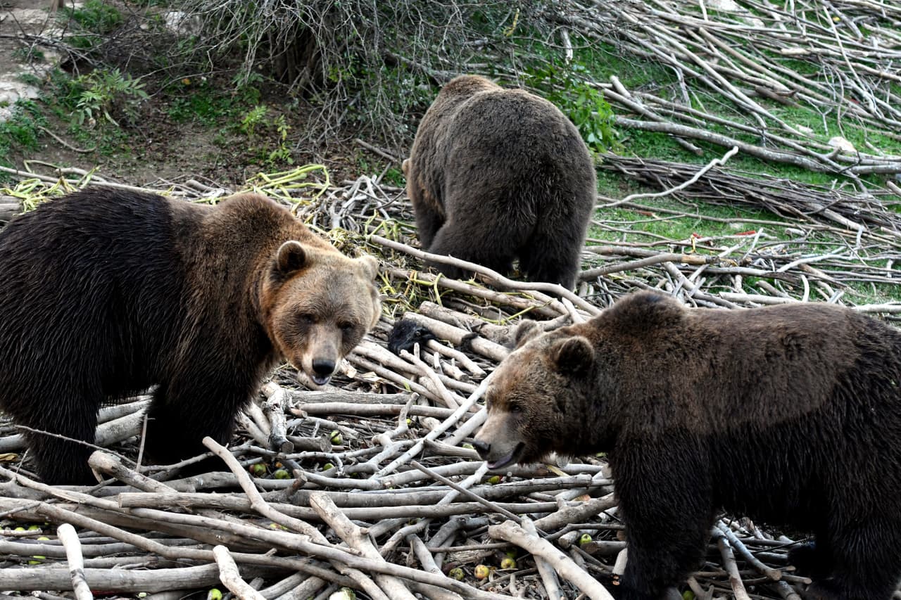 Los oseznos viven al aire libre en un espacio de 2.5 hectáreas rodeadas de alambre de espino electrificado en las que se intenta reproducir las condiciones de vida salvajes.