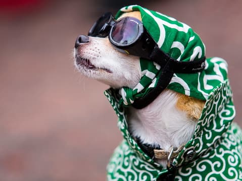 Los envoltorios de celofán y papel de aluminio, la piruleta y los palitos de manzana de caramelo deben desecharse de inmediato. Representan un peligro de asfixia para las mascotas si se ingieren.