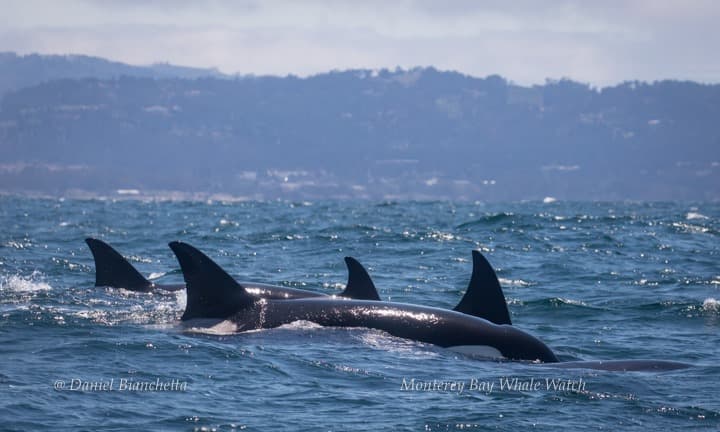 Una madre, identificada por los biólogos marinos como T34, viajaba con su hija y dos nietos. La segunda madre, conocida como T37, viajaba con sus dos hijos, informó Black.
<br>