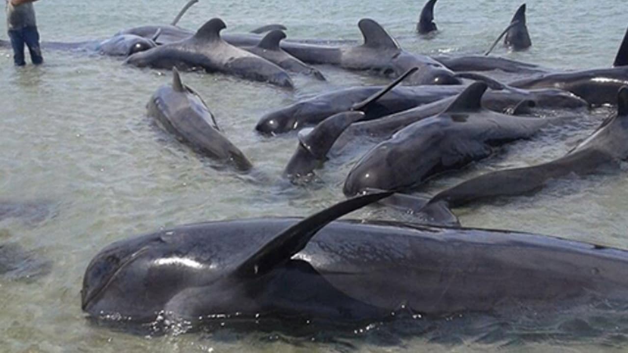 Hallan 27 ballenas varadas en el norte de México y rescatan a tres con vida