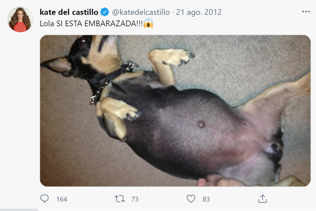 Por su parte, el 12 de agosto del mismo año 
<b>Kate del Castillo escribió en Twitter: "¡Lola sí está embarazada!", </b>junto con la imagen de su mascota.
<br>