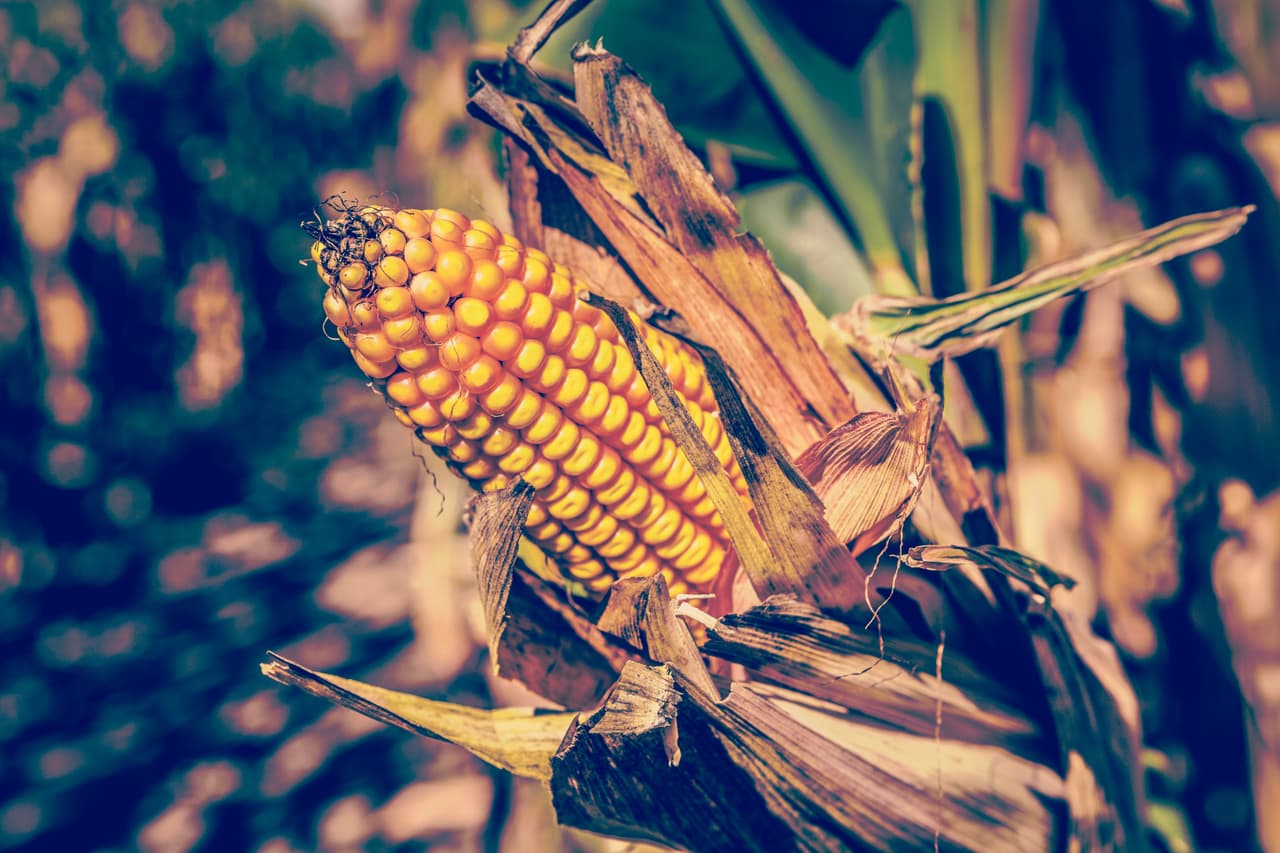 Existen investigaciones que indican que los países que consumen más jarabe de maíz alto en fructosa (normalmente en bebidas como los refrescos) tienen
<a href="http://www.tandfonline.com/doi/abs/10.1080/17441692.2012.736257">una mayor incidencia de diabetes</a> y que este endulzante hace a las personas
<a href="https://www.ncbi.nlm.nih.gov/pmc/articles/PMC5133361/">más propensas</a> a sufrir de
<a href="http://www.univision.com/noticias/asma/el-sensor-inteligente-que-ayuda-a-controlar-el-asma-de-los-ninos"> enfermedades respiratorias</a>. Sin embargo, no se ha comprobado un vínculo directo y la FDA establece que su consumo es seguro.
<br>