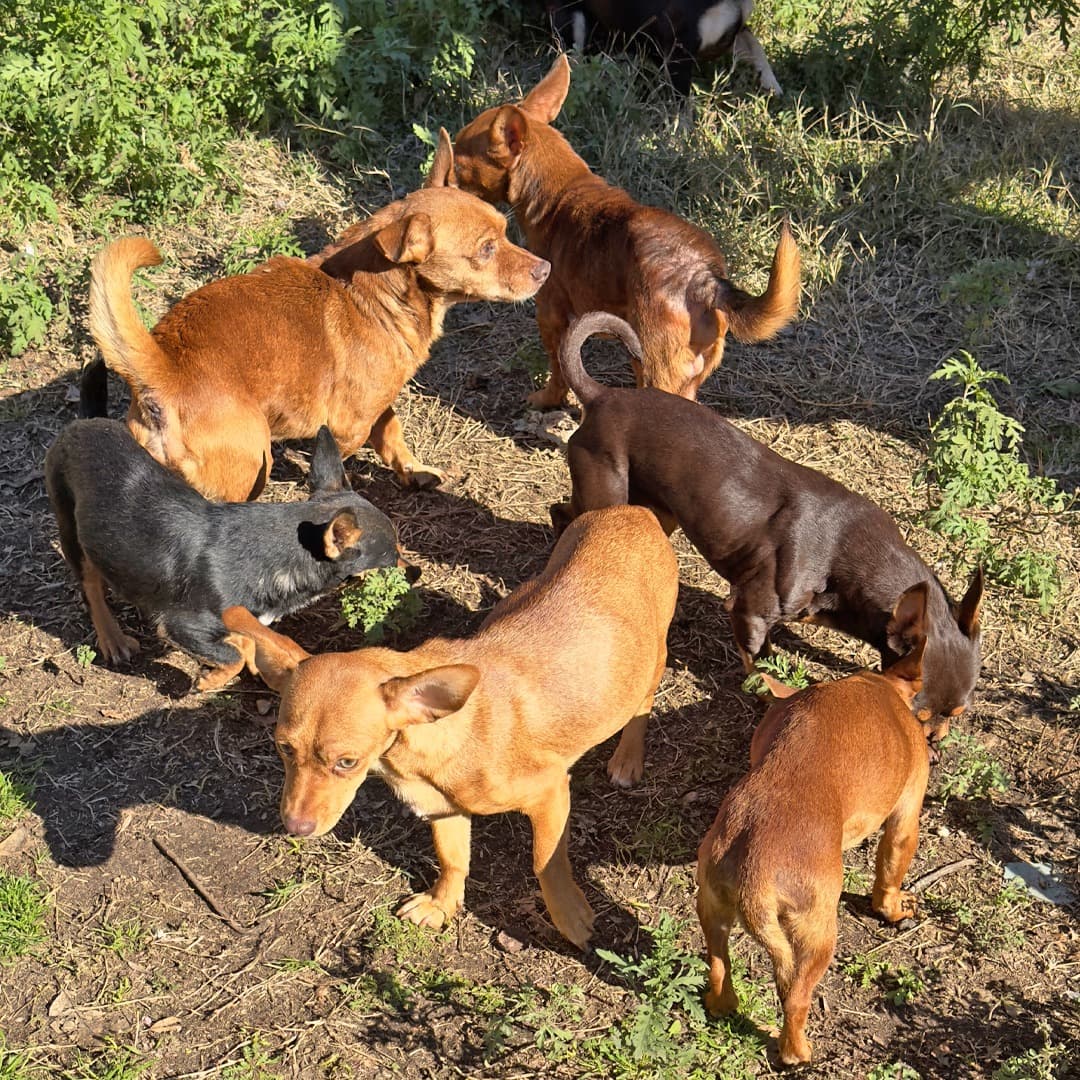 La organización publicó que durante la última semana del año 2023 recibieron una llamada urgente sobre 21 perritos que estaban viviendo solos luego de que su dueño, una persona de la tercera edad, falleciera.