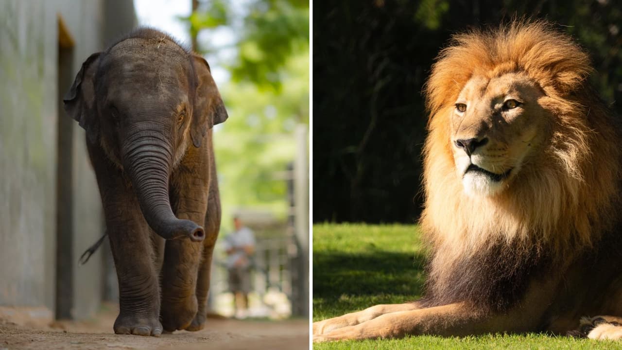 <a href="https://www.fortworthzoo.org/" target="_blank">El Zoológico de Fort Worth</a> se ha convertido en 
<b>uno de los destinos más populares para familias que buscan una aventura educativa y divertida</b>. Y si estás 
<b>buscando una manera de disfrutar de este increíble lugar sin romper tu presupuesto</b>, los 
<b>miércoles a mitad de precio son la oportunidad perfecta</b>. Aquí te contamos todo lo que necesitas saber para aprovechar al máximo esta promoción.