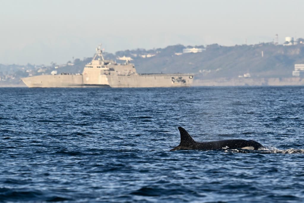Mientras las aguas de Point Loma sigan llenas de delfines, las orcas no tendrán que alejarse mucho para abastecer sus necesidades.