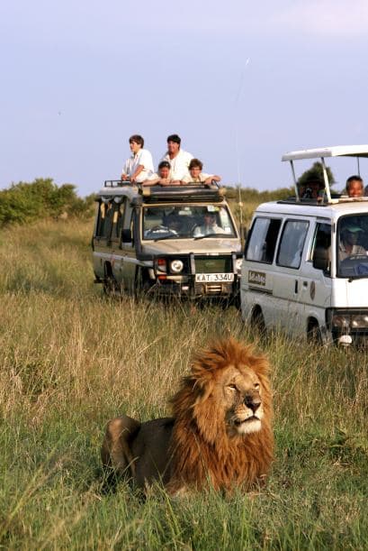 El atractivo de un safari en Parque Kurger es casi incomparable con cualquier otra actividad. Mientras buscan a los “cinco grandes” (león, elefante, búfalo, rinoceronte y leopardo), verán todo tipo de especies en su hábitat.