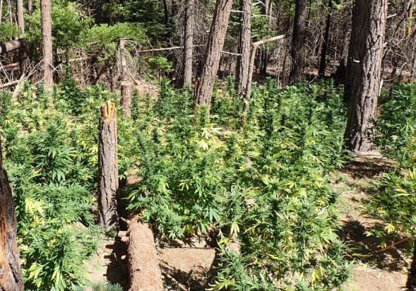 Plantío de marihuana supervisado por Lester Cárdenas.