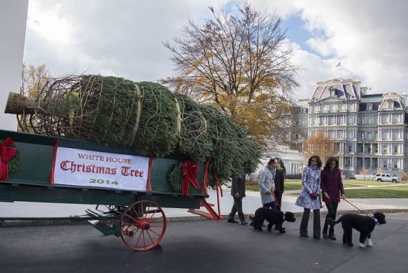 El abeto de Colorado de seis metros de altura proviene de Pennsylvania y fue recibido por las hijas de Obama.