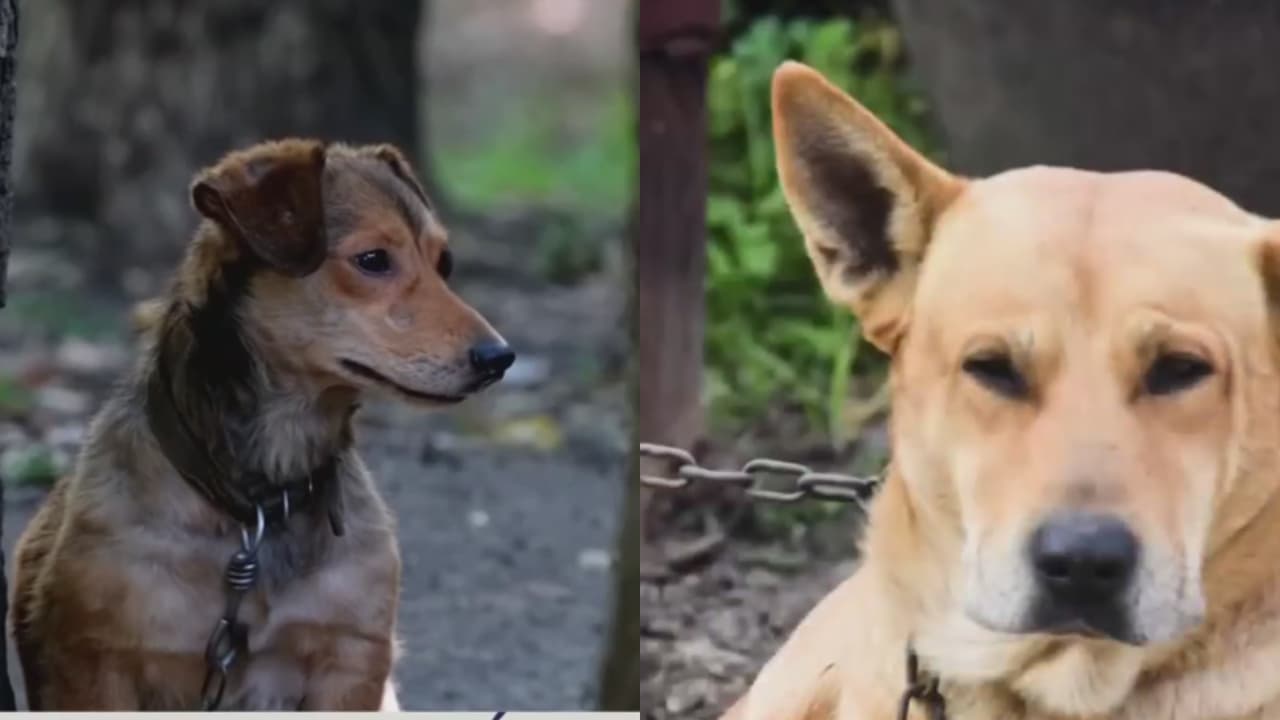 ¿Cómo proteger a sus mascotas durante la temporada de calor?