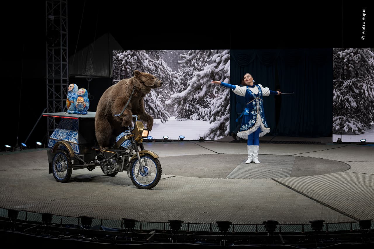 El espectáculo continúa, de Pietro Rojas (Guatemala) es una imagen que invita a reflexionar. Se llevó la mención de honor en la categoría de fotoperiodismo.
<br>
<br>La fotografía documenta a un oso pardo montado en una motocicleta pequeña; el animal lleva bozal y está sujeto al vehículo mientras da vueltas por la pista de un circo en Doha.
<br>
<br>Al enterarse de que había llegado a la ciudad un circo con números de animales, Pietro decidió documentarlo. Lo que más le atrajo de esta imagen fue «el contraste entre la naturaleza salvaje del animal y el entorno humano que se le impone».
<br>
<br>Muchos países han prohibido el uso de animales salvajes en los circos. En los casos en que se utilizan osos pardos, a menudo se les adiestra para adoptar posturas antinaturales, como permanecer erguidos durante largos periodos, lo que contribuye a problemas de salud y de comportamiento. La imagen fue tomada en un circo en Doha, Catar.