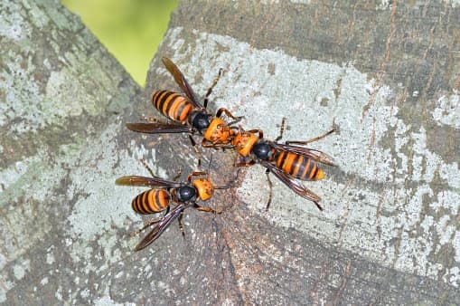 El gobernador de Texas, Greg Abbott, creó un grupo de trabajo especializado dirigido por expertos de la universidad Texas A&M AgriLife para liderar una iniciativa que busca proteger a los ciudadanos, la agricultura y la miel de las abejas de Texas.