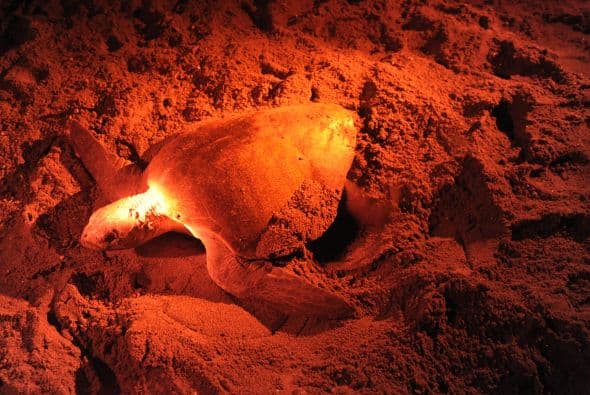 Con base a esos transmisores se pudo establecer que la primera tortuga, tras visitar la costa salvadoreña para anidar, viajó por el océano y se mantuvo por mucho tiempo en la zona del Pacífico central, mientras que la segunda llegó hasta la zona de las islas Galápagos de Ecuador.