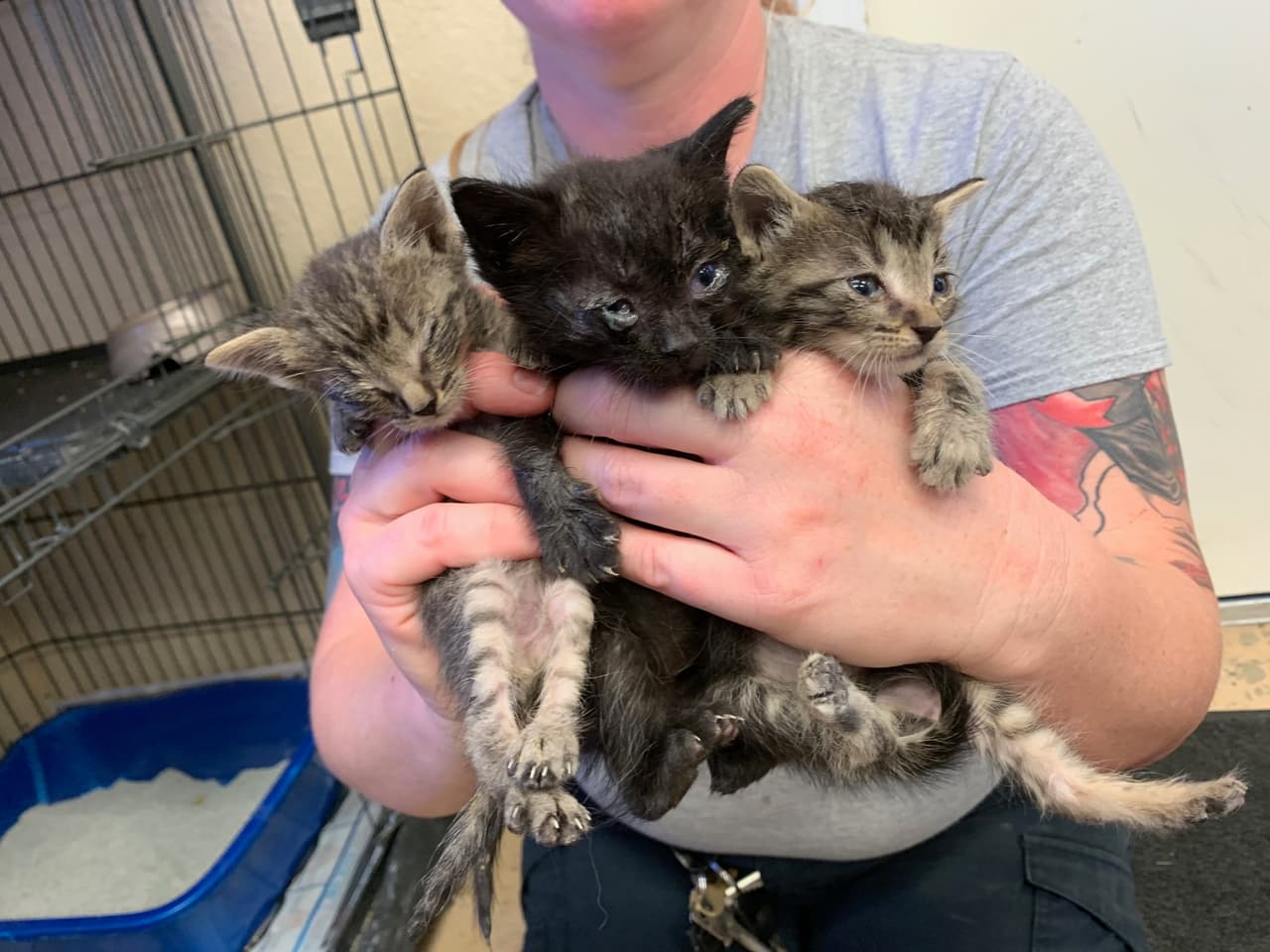 25 gatos iban a morir a la misma vez, pero este milagro les salvó la vida