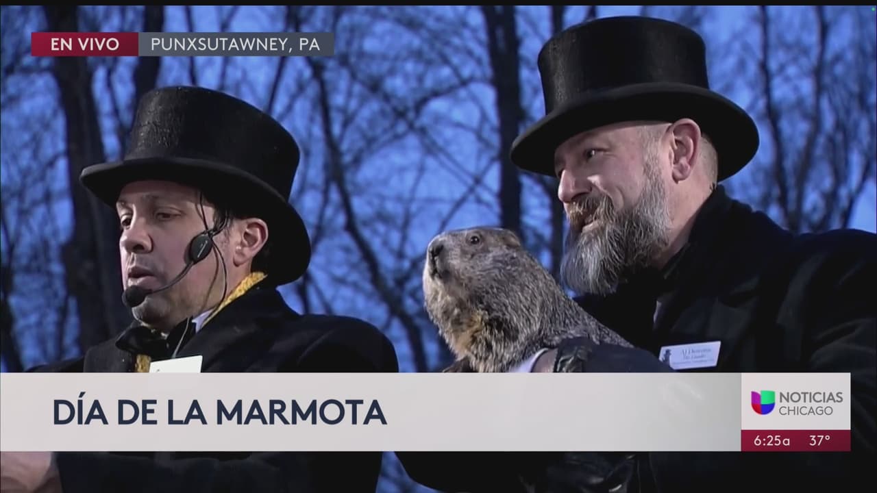 Día de la marmota: ¿Se extenderá el invierno en Chicago? 'Phil' tiene la respuesta