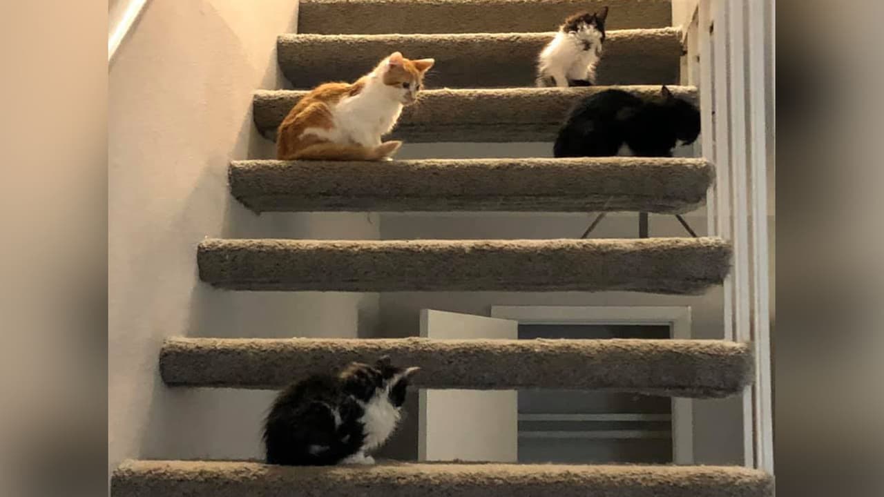 Los gatos fueron hallados en un departamento ubicado en la cuadra 6000 de Winsome Ln.