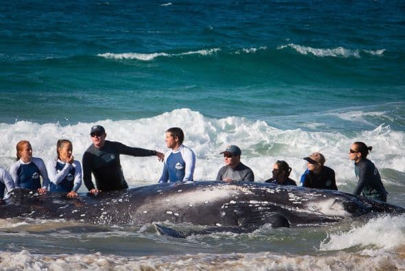 Trabajaron por horas para liberarla, pero, ¡lo lograron!