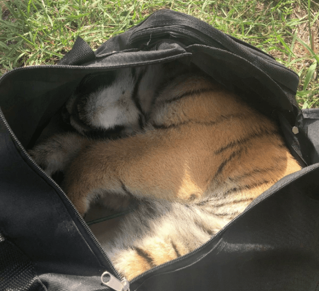 El cachorro dentro de la bolsa abandonada por los traficantes en la frontera.