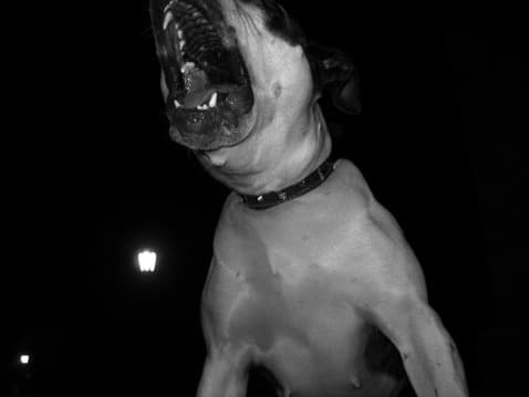 Tragedia familiar: tras 9 años intentando ser madre tuvo dos gemelas; su pitbull las mató a mordiscos