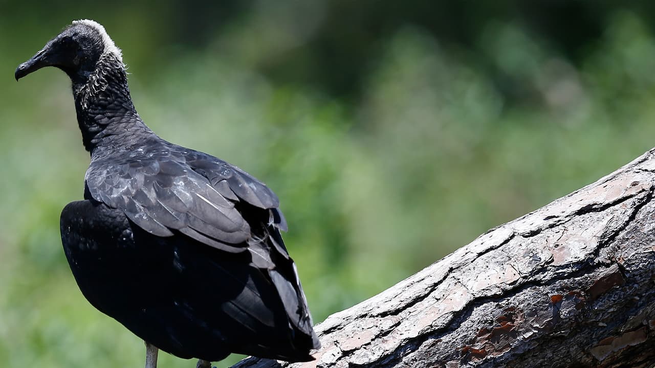 Pero, ¿de dónde nació este mito? El periódico mexicano El Sol de Hidalgo entrevistó a Alberto Palemón Flores, cronista, quien dijo que, de acuerdo con versiones de la comunidad indígena, este animal carroñero tiene propiedades curativas, por ejemplo contra el cáncer.