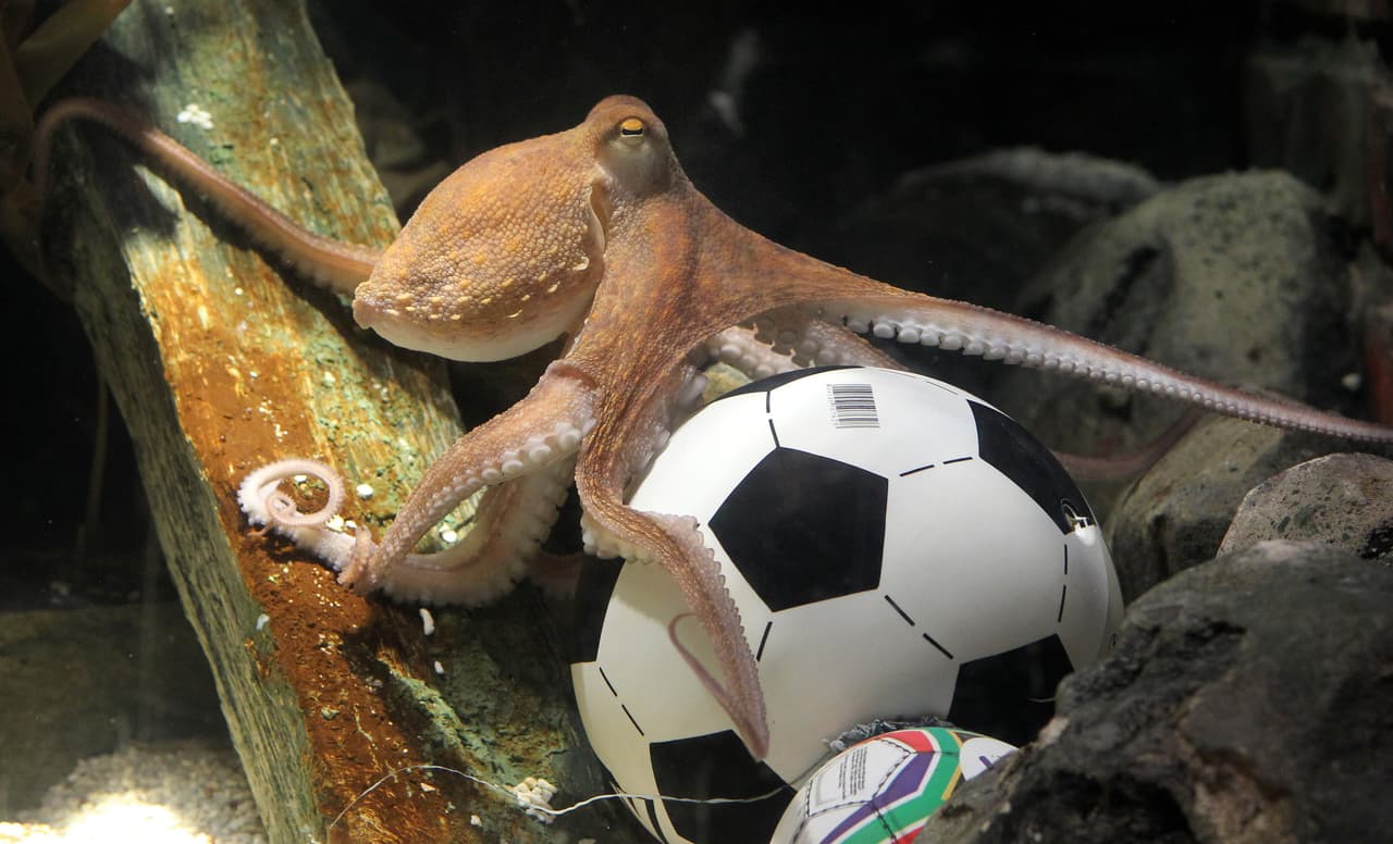 Los escépticos aseguraban que Paul era un farsante, pero el animal parecía un enamorado del fútbol.