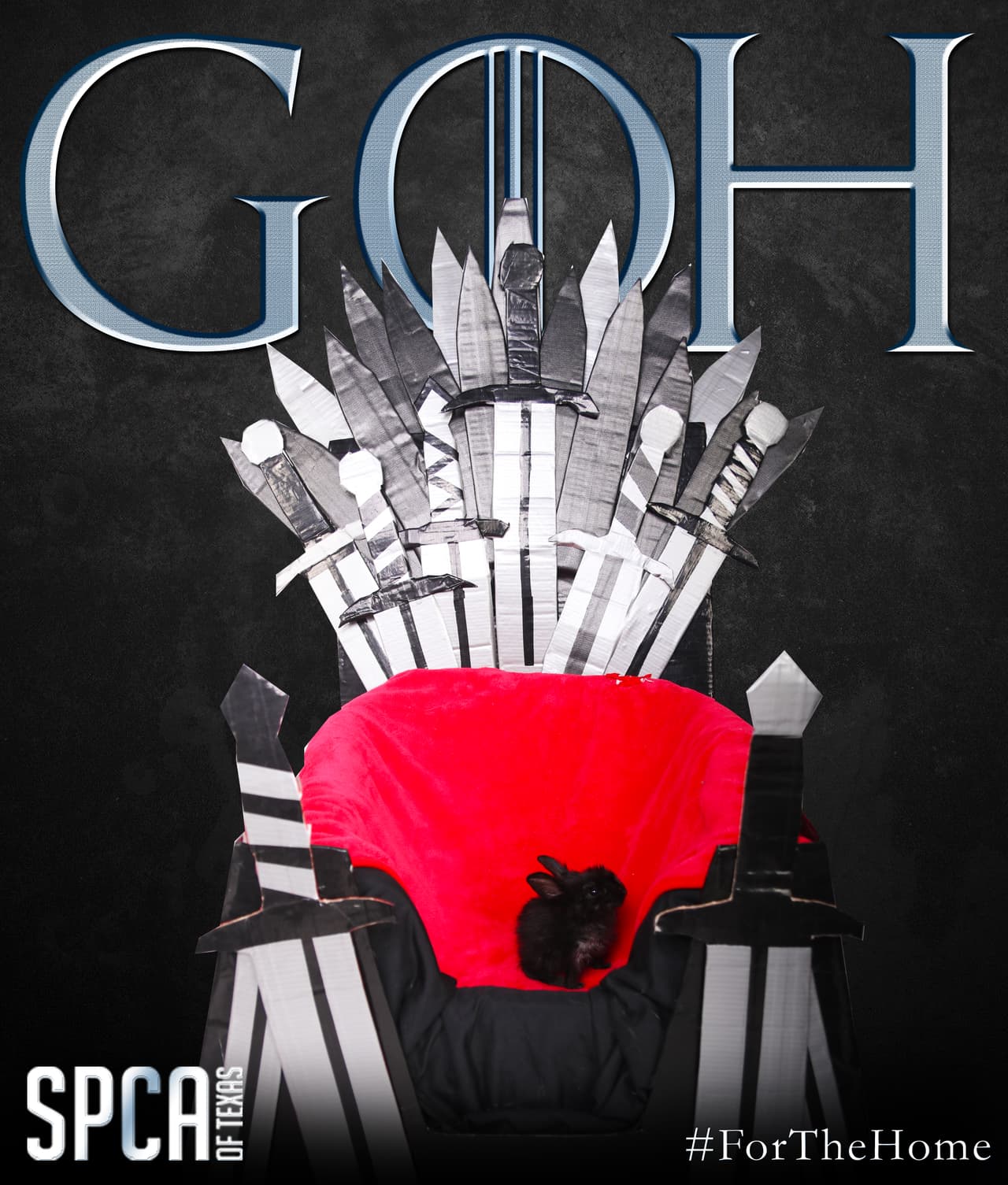 Y no solo son perros o gatos que están disponibles para adoptar, sino conejos tambie´n.