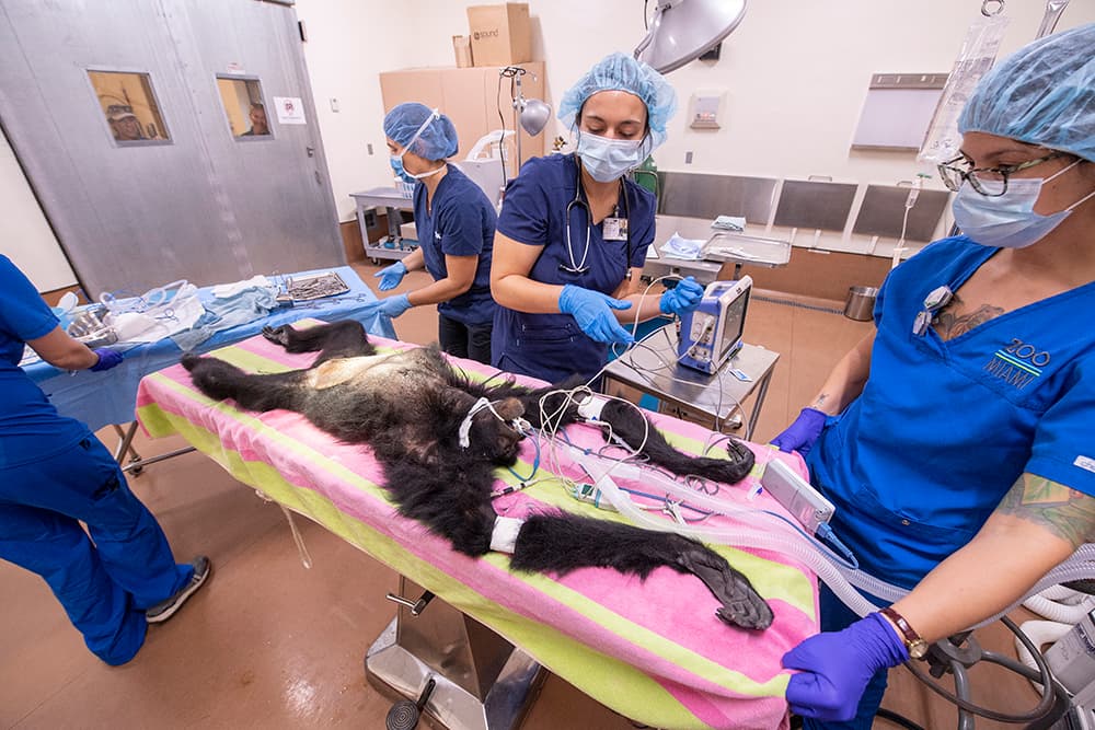 Cuando 'Sia' esté totalmente recuperada, volverá a su hábitat dentro del Zoológico de Miami.
