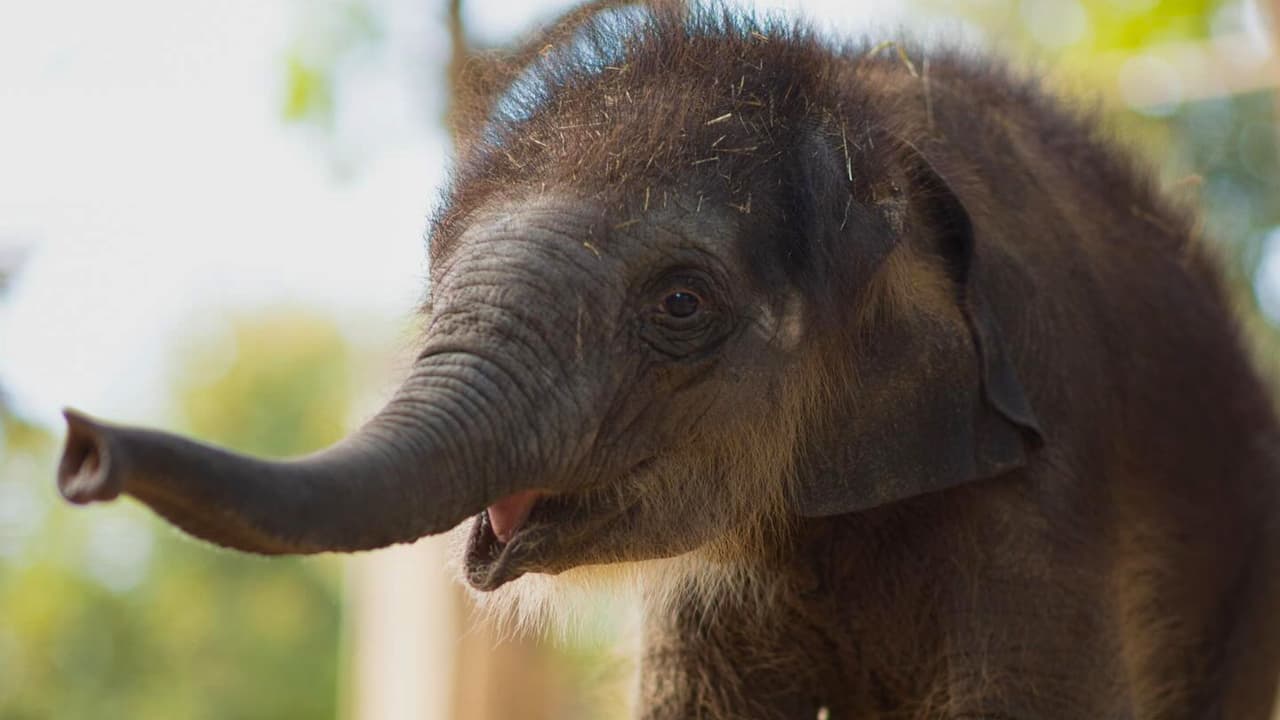 <h3 class="cms-H3-H3">Qué ver y qué hacer </h3>Además de pedir dulces, h
<b>ay shows en vivo, presentaciones educativas y exhibiciones con animales.</b> Todo ocurre dentro del recorrido habitual del zoológico, así que 
<b>también podrás visitar a los leones, jirafas y aves tropicales.</b>
<br>Y este año hay una estrella especial: 
<b>“Lady Bird” (Birdie), la bebé elefante nacida en agosto de 2025, que ya se roba todas las miradas.</b>