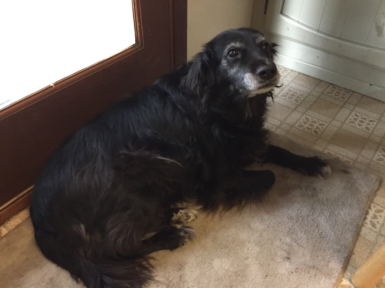 Te presentamos a Molly, la compañera fiel de la boliviana.