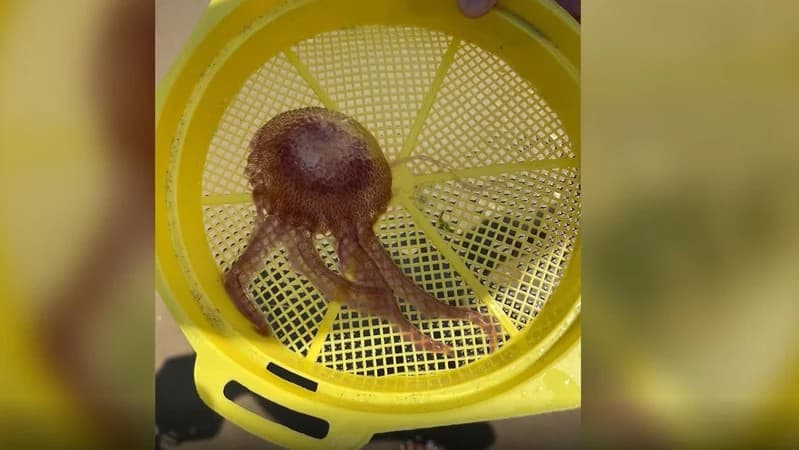 Esta rara medusa esta apareciendo a lo largo de las costas de Nueva Jersey 