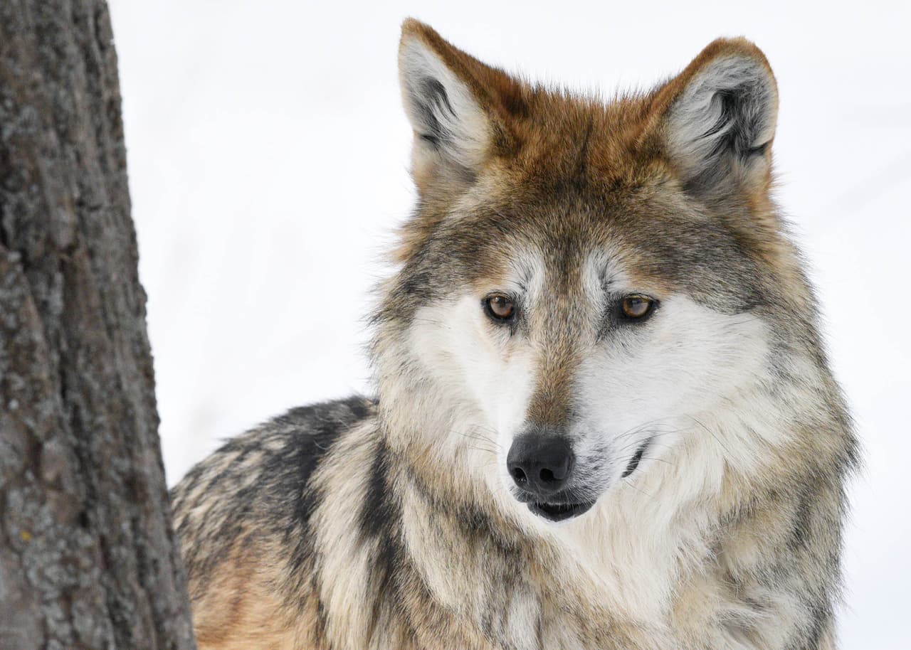 El 
<a href="https://www.univision.com/local/chicago-wgbo/en-fotos-animales-de-brookfield-zoo-disfrutan-la-nevada-de-chicago-fotos">zoológico de Brookfield</a> cerró temporalmente debido a la pandemia. Sin embargo, ya está de regreso. Este 1 de marzo los visitantes podrán conocer a las nuevas incorporaciones.