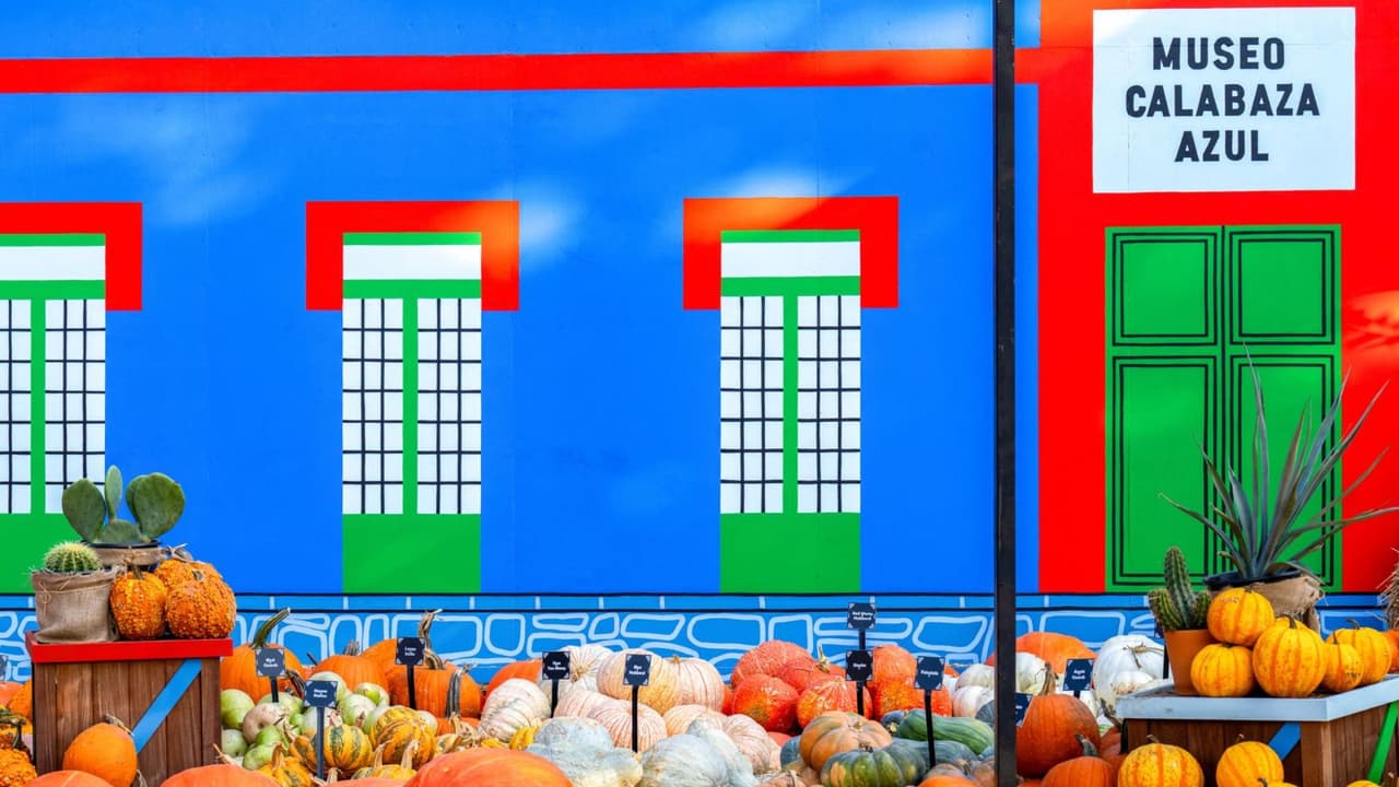 <h3 class="cms-H3-H3">Un Pueblo de Calabazas con sabor mexicano</h3> El famoso Pumpkin Village, donde cada año se construyen casas cubiertas de calabazas, se transformará en homenaje a diferentes regiones de México. Entre ellas: 
<br>
<b>Casa Calabaza Azul:</b> inspirada en la Casa Azul de Frida Kahlo, en Coyoacán. 
<br>
<b>Templo de Kukulkán:</b> una pirámide de calabazas en honor a Chichén Itzá, Yucatán. 
<br>
<b>Casa Monarca:</b> dedicada a la migración de mariposas en Michoacán. 
<br>
<b>Casa Zapoteca: </b>Cerámica de barro negro de Oaxaca. 
<br>
<b>Casa de Saltillo:</b> con calabazas rojas y cerámica estilo Talavera. 
<br>El recorrido estará coronado por “Cielo Tejido”, un enorme dosel textil creado en Etzatlán, Jalisco, con más de 1,188 piezas tejidas a mano que cubren un área mayor a una cancha de tenis.