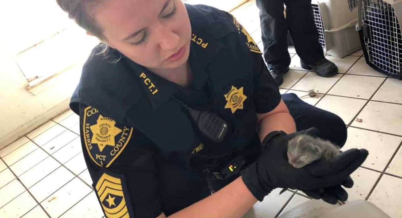 Muchos de los animales tienen solo unos días de nacidos.